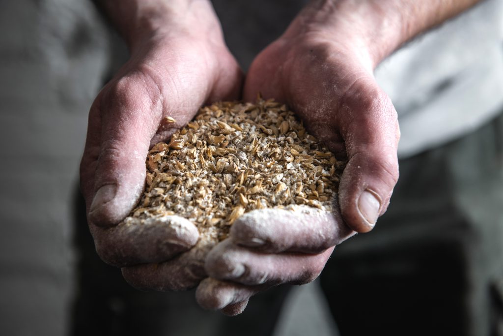 A large handful of malt used for making craft beer