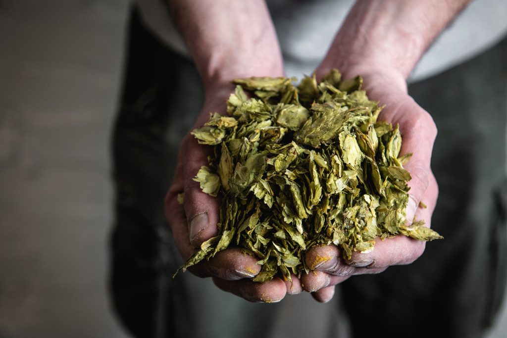 A handful of hops, presented to the viewer