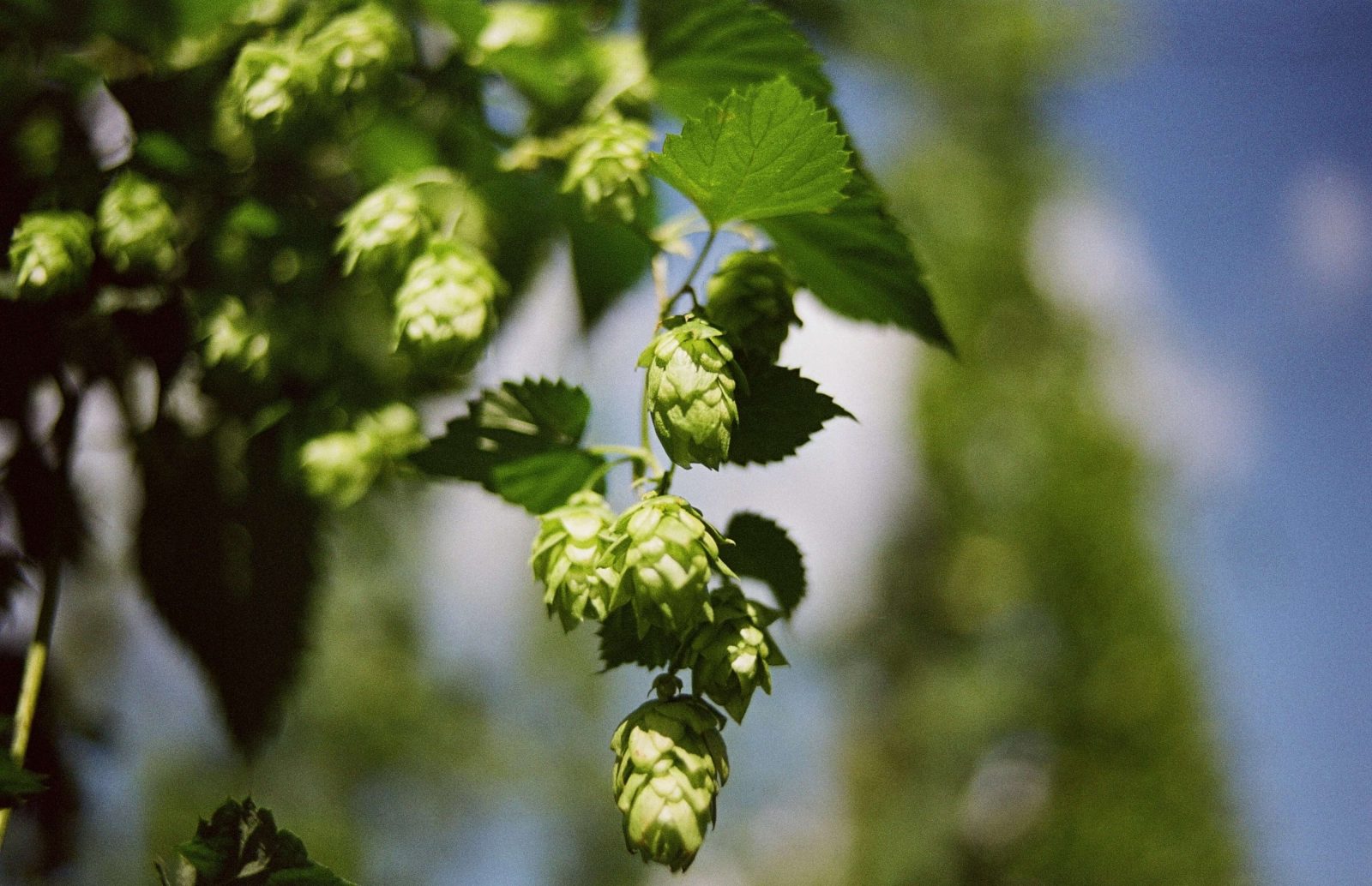 green hops on the bine