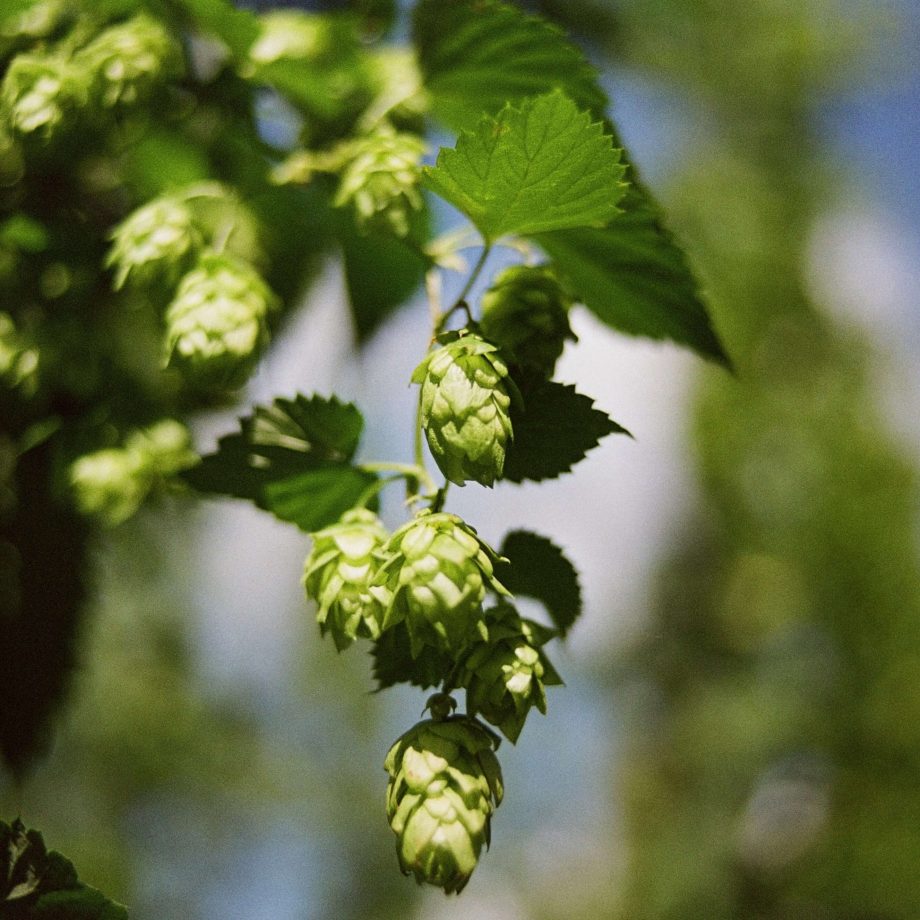 green hops on the bine