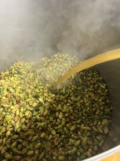 Green hops in the kettle in Fonthill Brewery in Tunbridge Wells