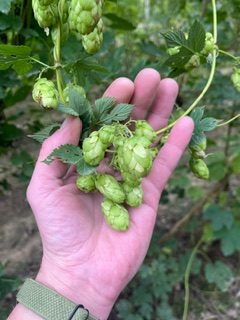 Hops at Hukins Hops farm in Kent