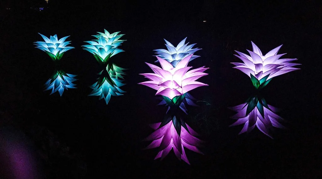Illuminated Christmas trail through Bedgebury National Pinetum