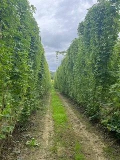 Hop bines growing in rows at a Kent hop farm